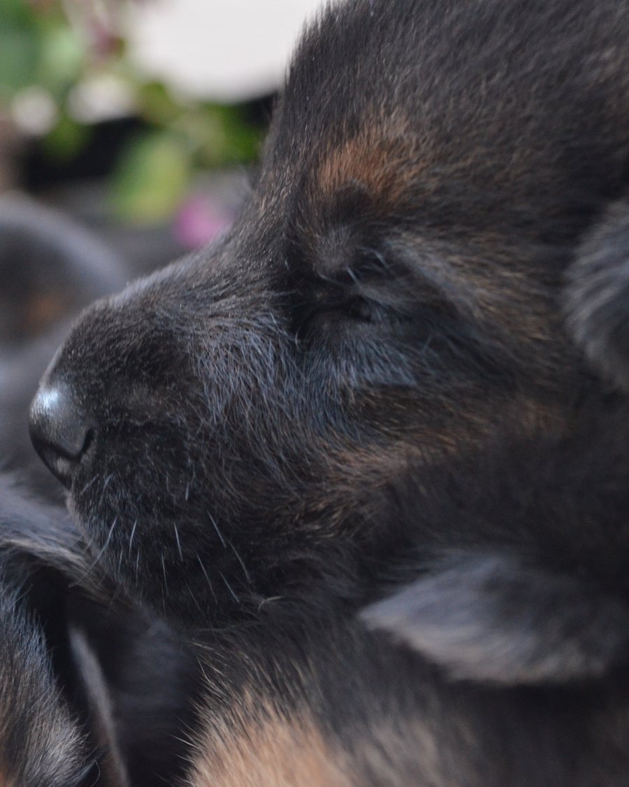 AKC German Shepherd puppy from a VST litter