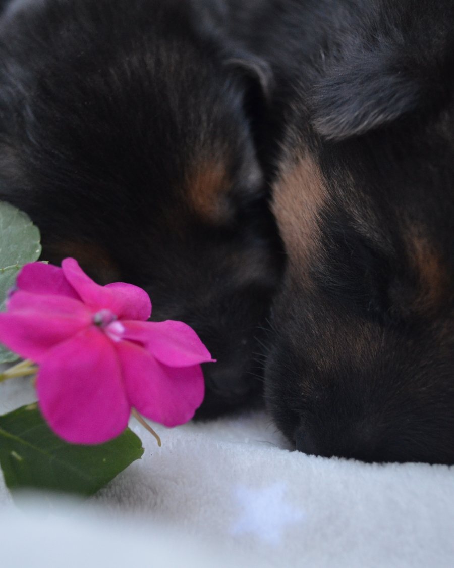 German Shepherd puppy raised in Roanoke, Alabama
