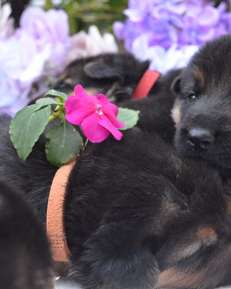 VST German Shepherd puppy placed with a Georgia family