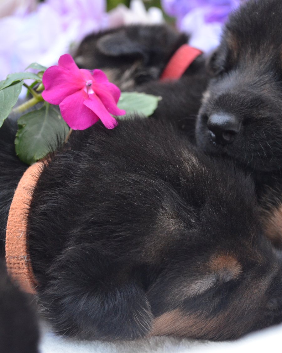 German Shepherd puppy from health-tested parents