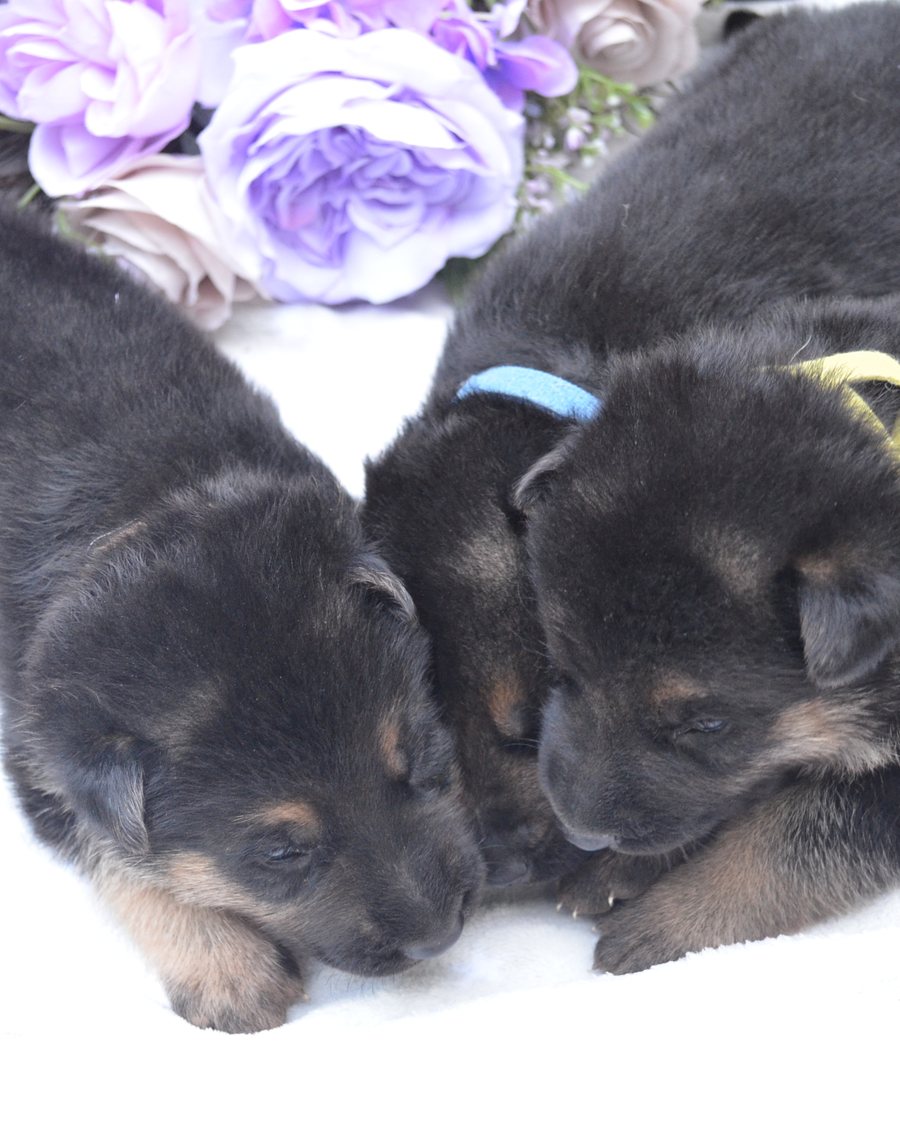 German Shepherd puppy socialised with Puppy Culture