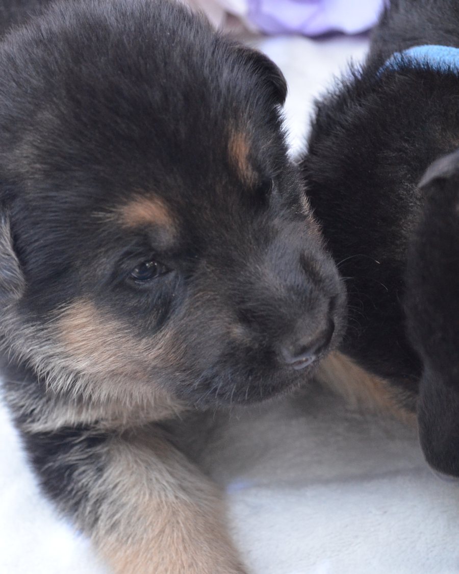 Young German Shepherd puppy from a VST litter