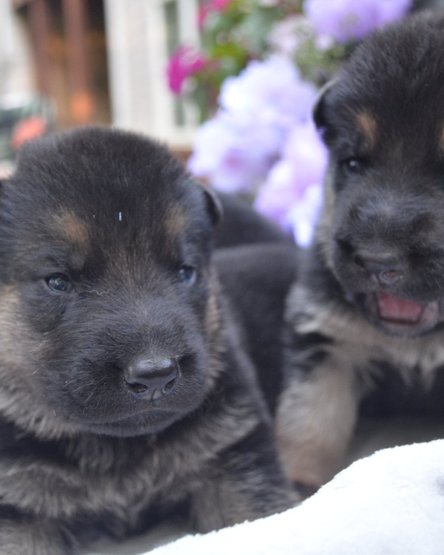German Shepherd puppy before going-home day