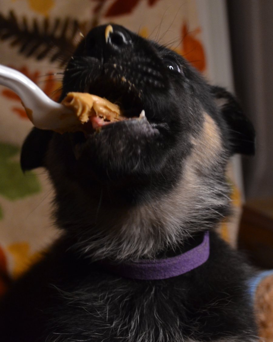 VST German Shepherd puppy in Alabama