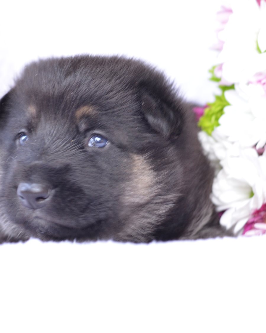 AKC-registered German Shepherd puppy from VST