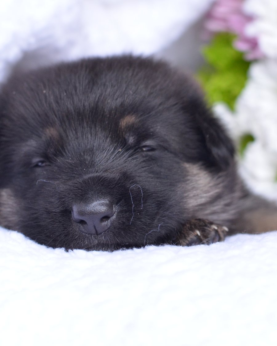 German Shepherd puppy bred by VST German Shepherds