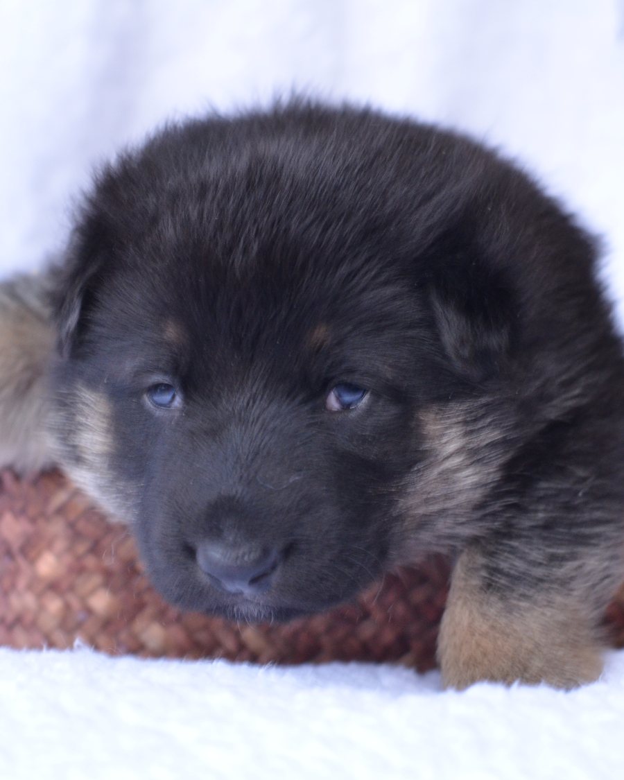 AKC German Shepherd puppy from a VST litter