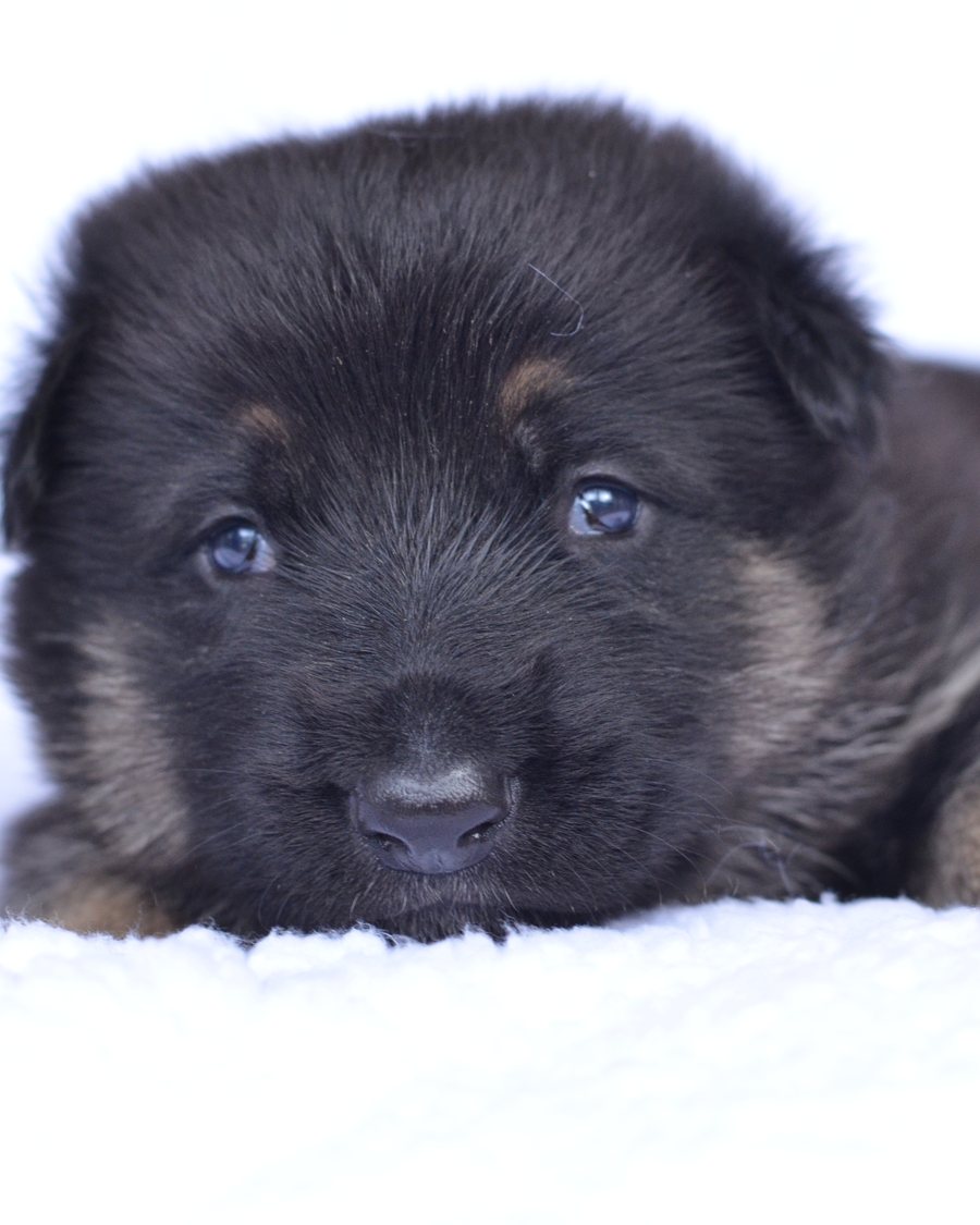 German Shepherd puppy raised in Roanoke, Alabama