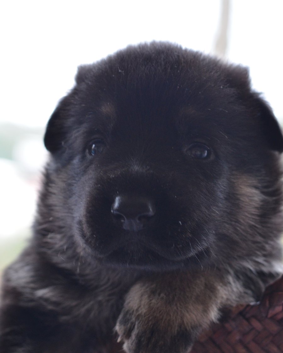 VST German Shepherd puppy placed with a Georgia family