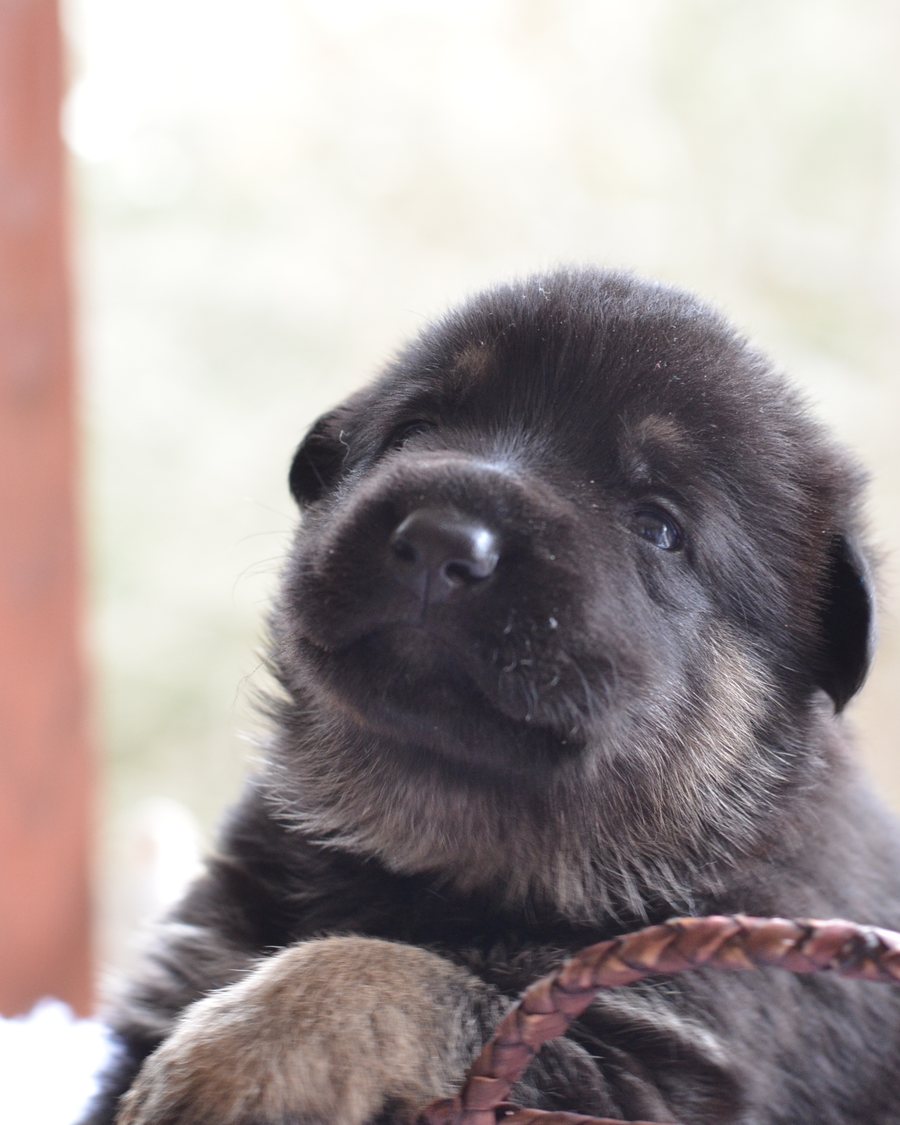 German Shepherd puppy from health-tested parents
