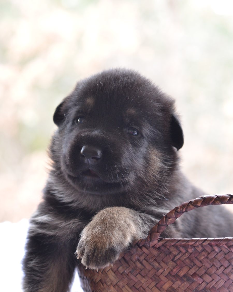 German Shepherd puppy socialised with Puppy Culture