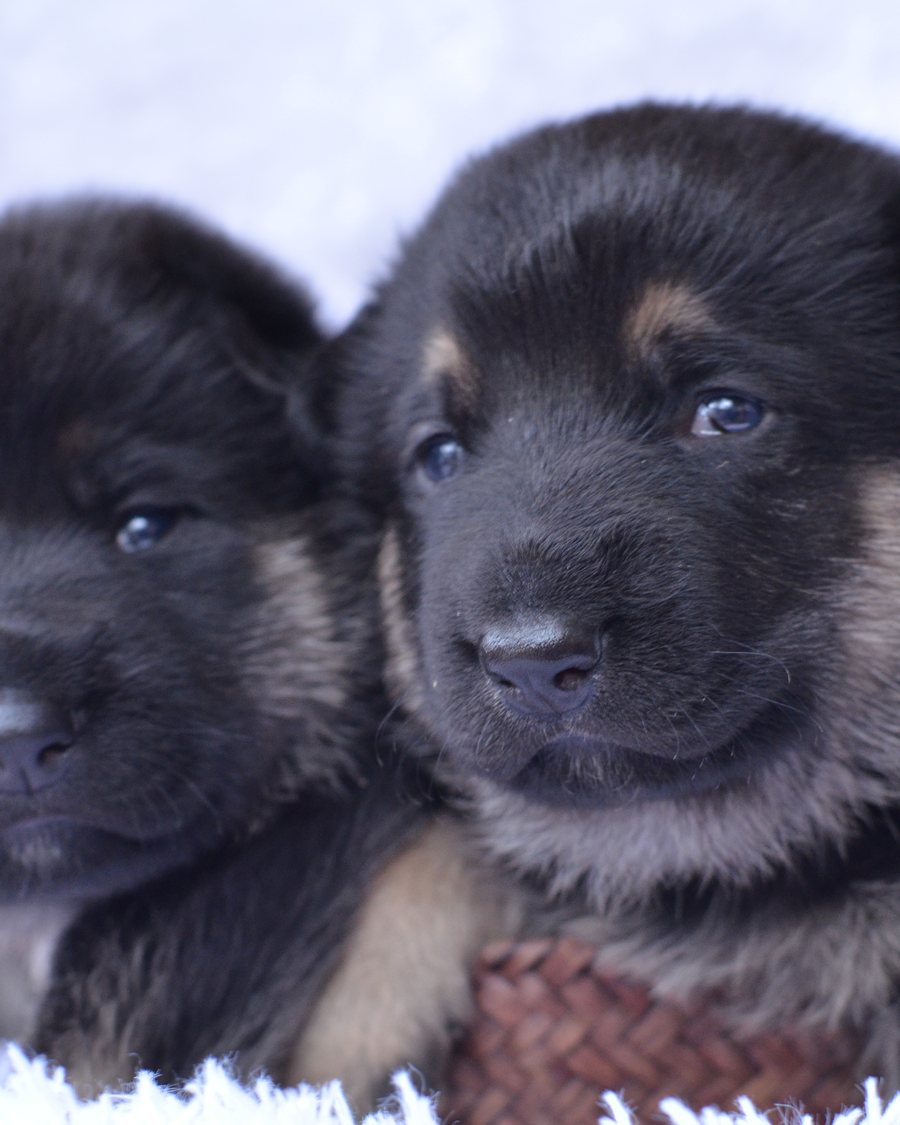 Young German Shepherd puppy from a VST litter