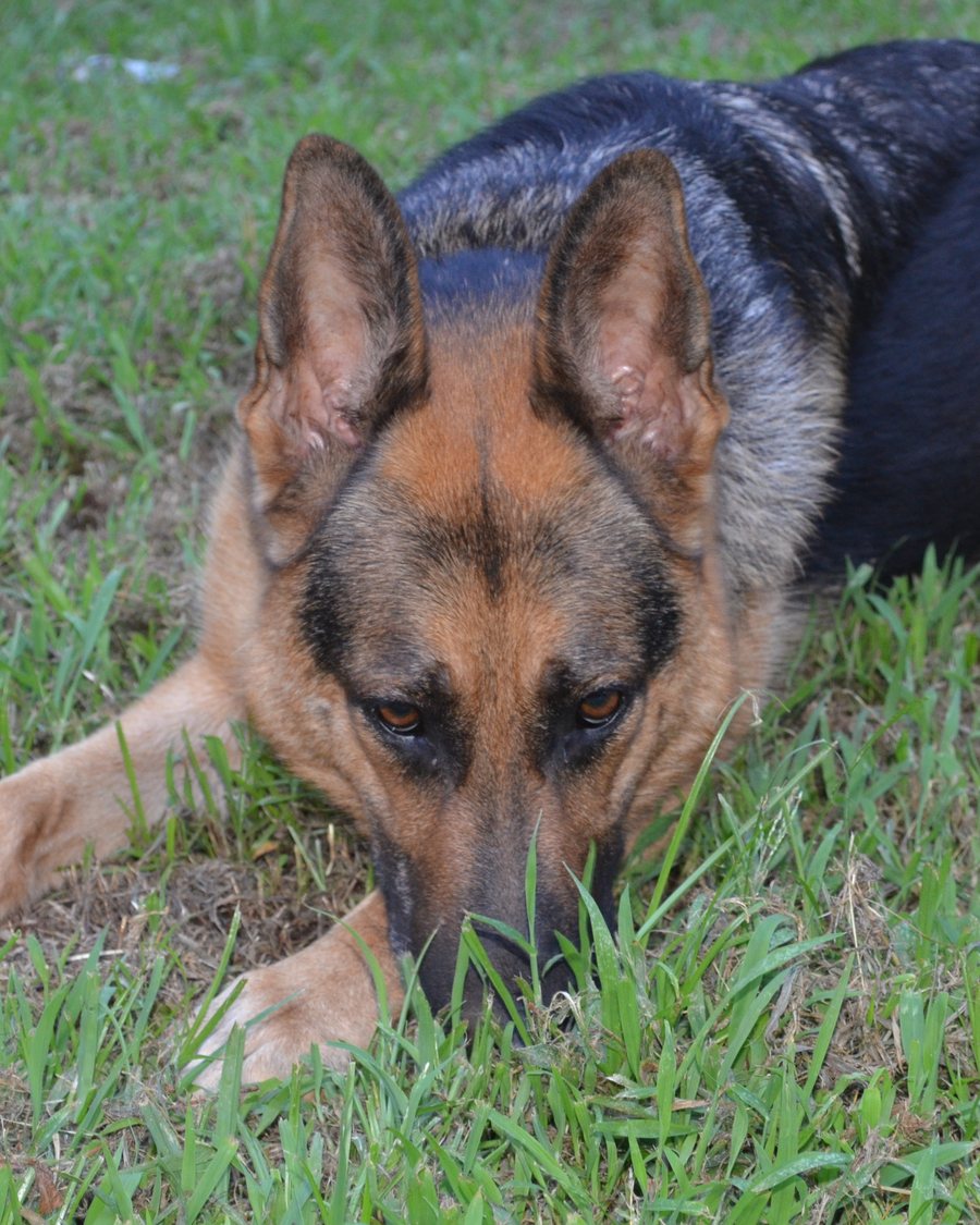 German Shepherd puppy before going-home day