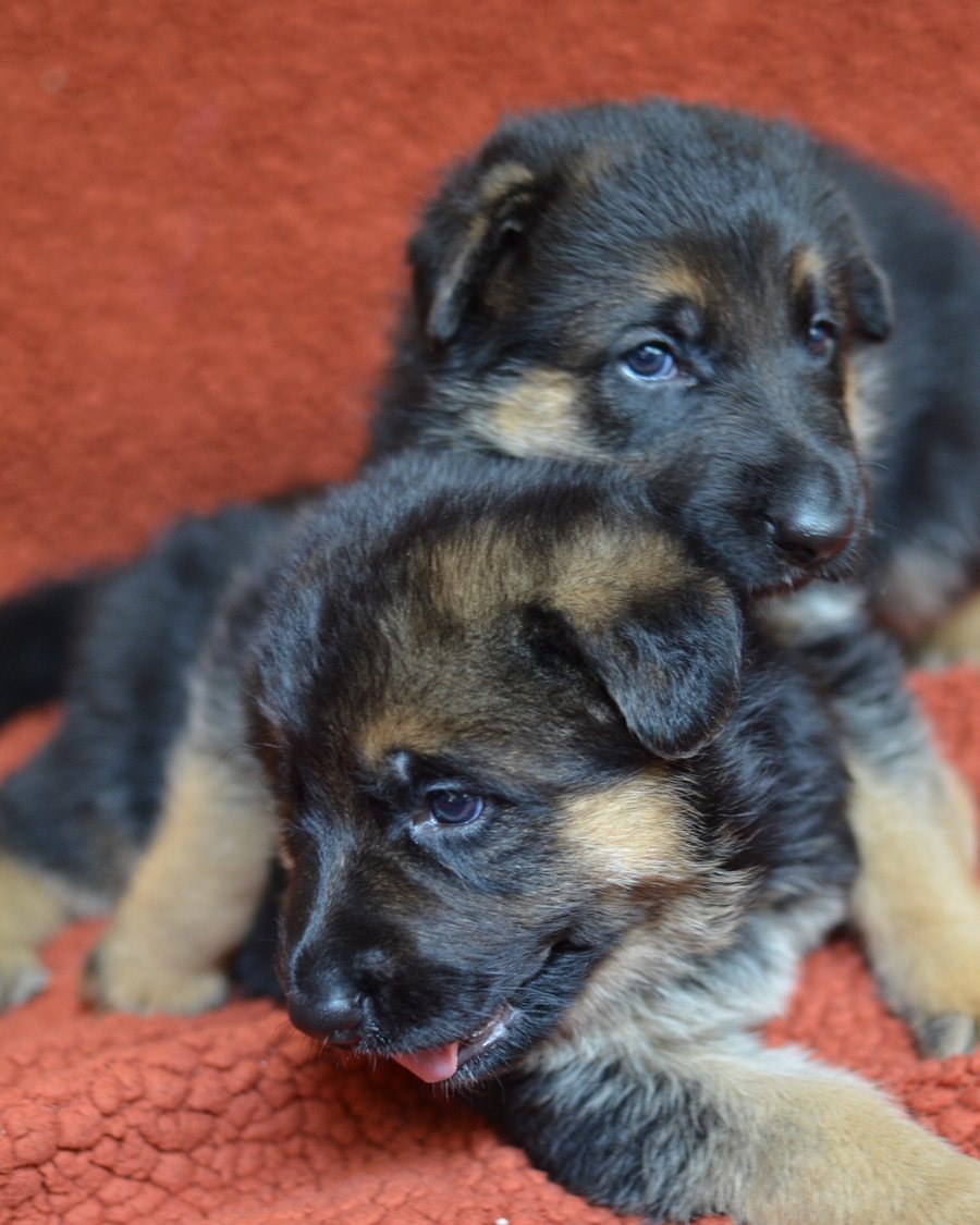 VST German Shepherd puppy in Alabama