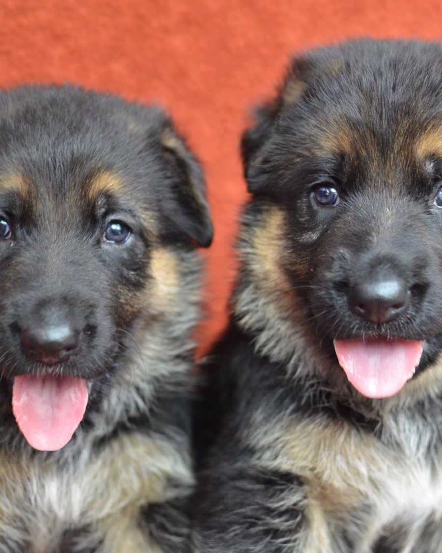 AKC-registered German Shepherd puppy from VST