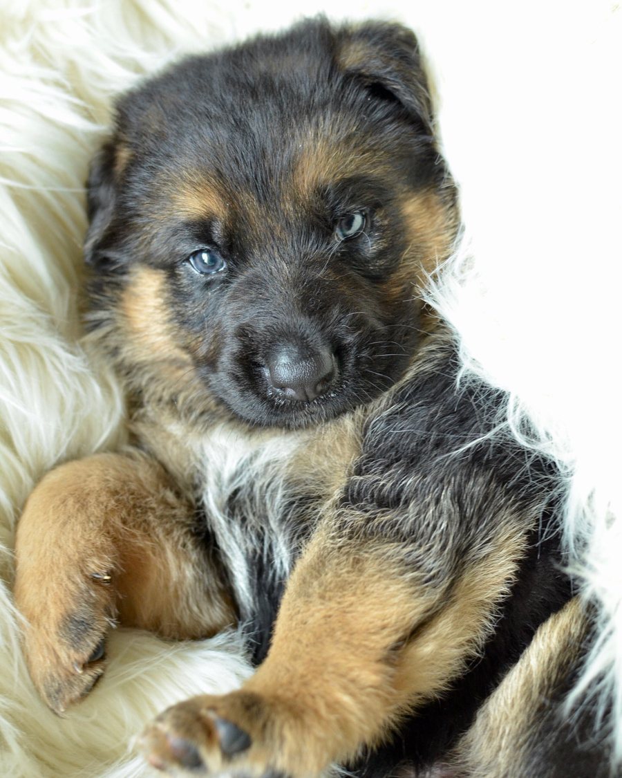 German Shepherd puppy bred by VST German Shepherds
