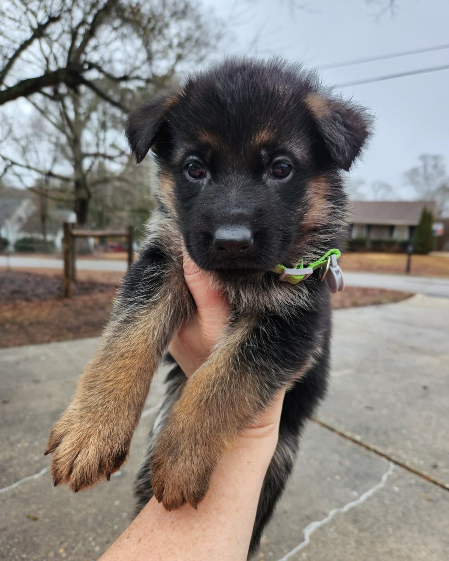 AKC German Shepherd puppy from a VST litter