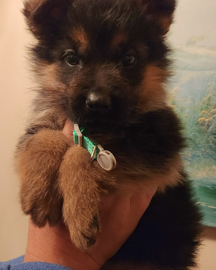 German Shepherd puppy raised in Roanoke, Alabama