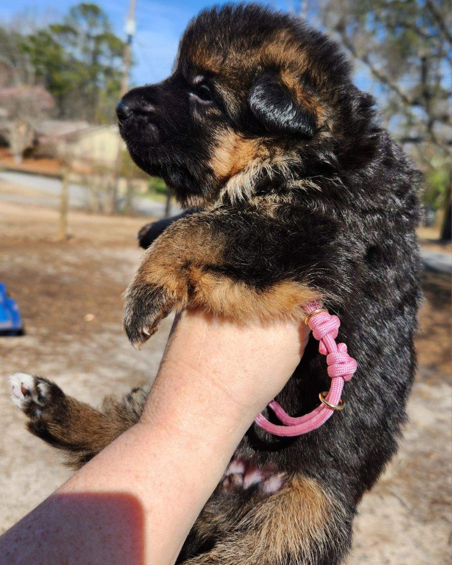 VST German Shepherd puppy placed with a Georgia family