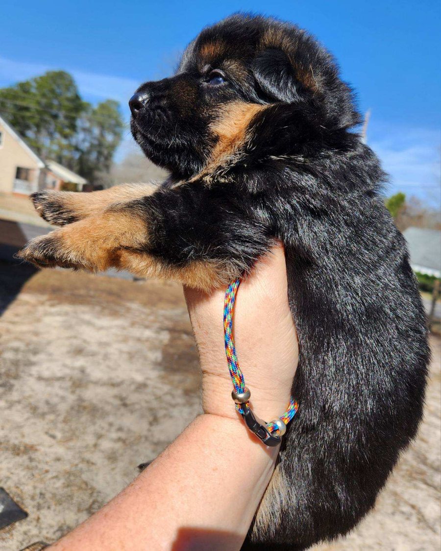 German Shepherd puppy from health-tested parents