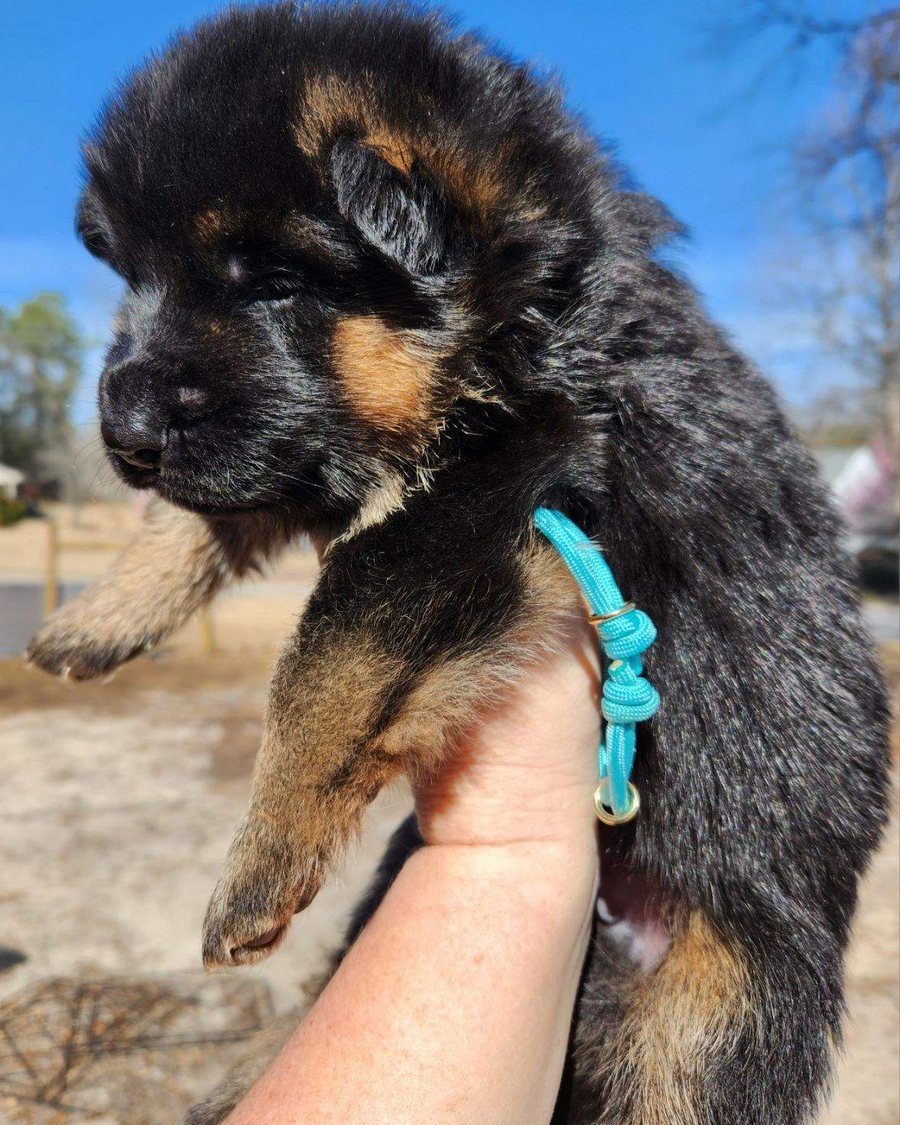 German Shepherd puppy socialised with Puppy Culture