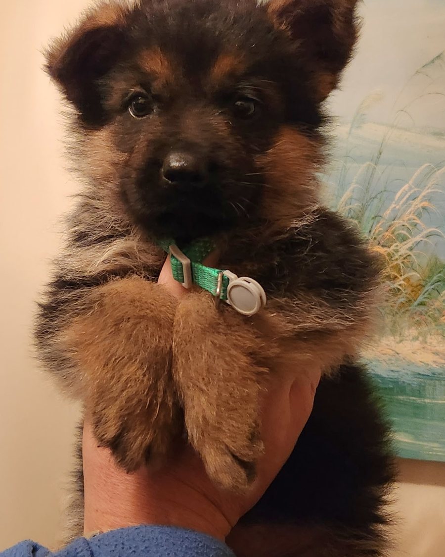 Young German Shepherd puppy from a VST litter