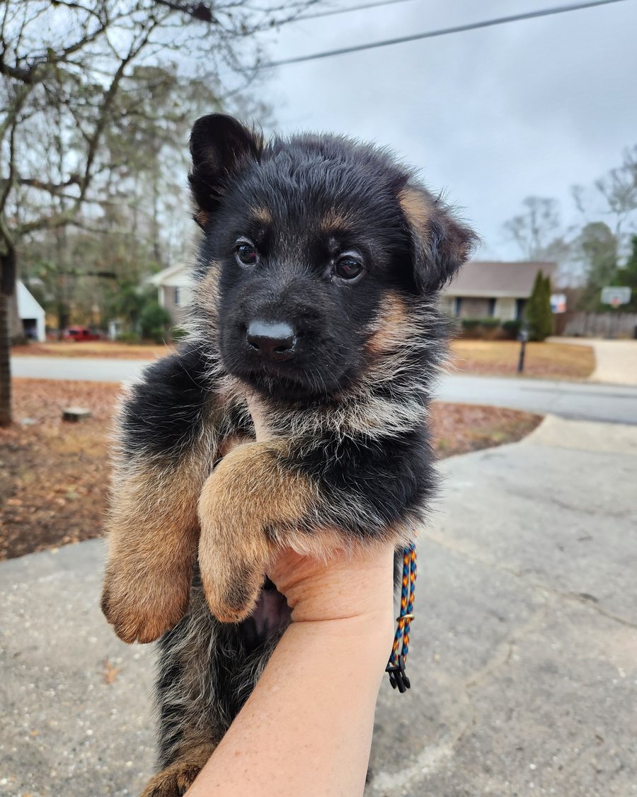 German Shepherd puppy before going-home day