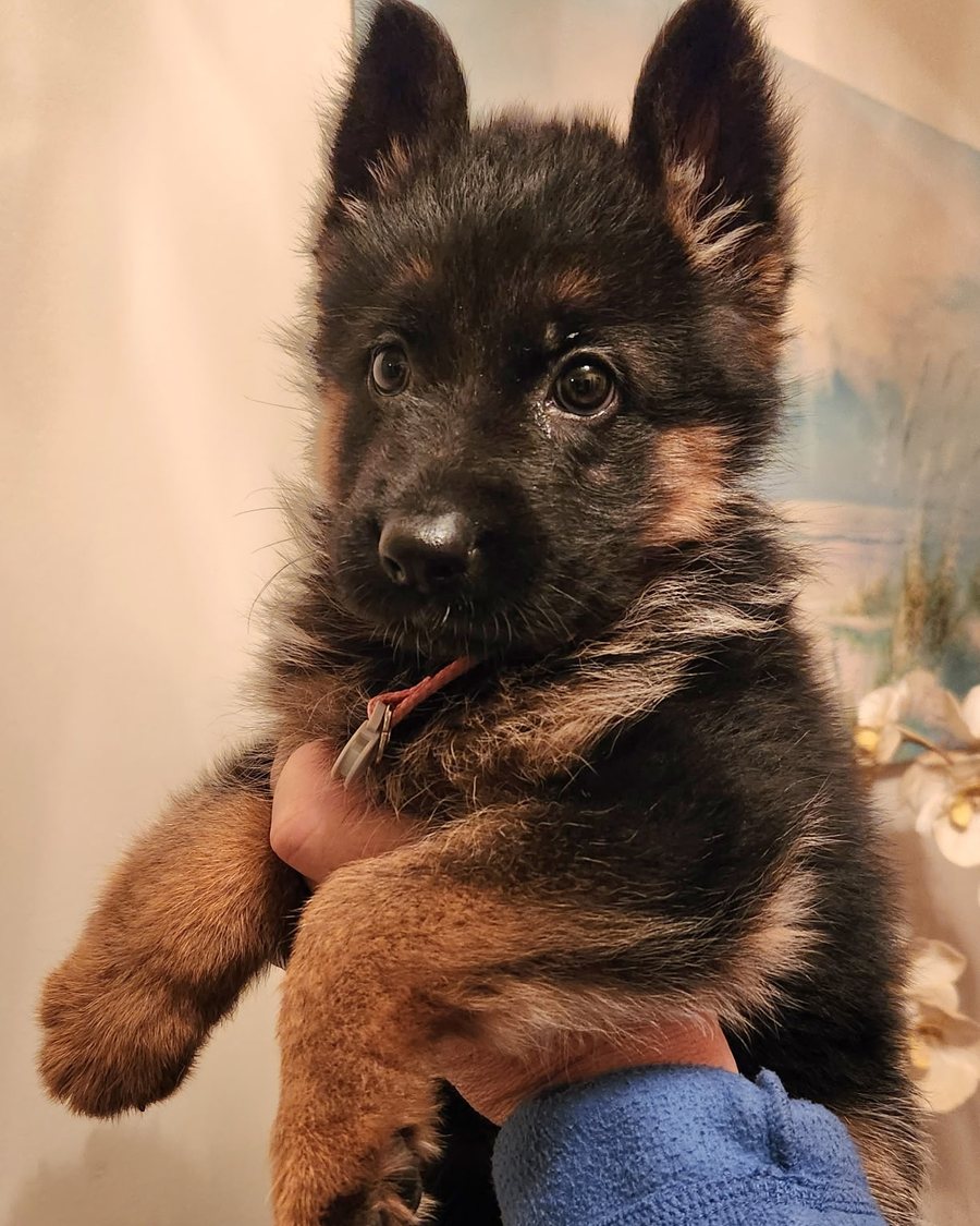 VST German Shepherd puppy in Alabama