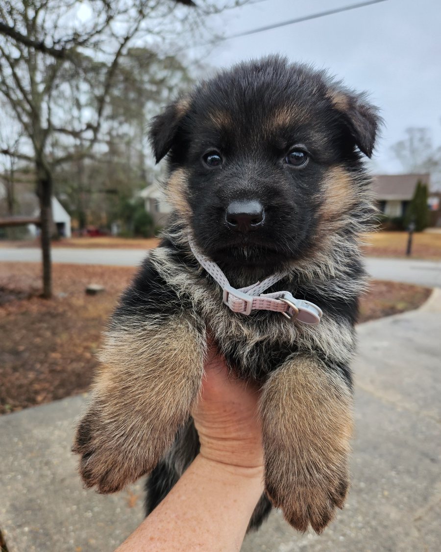 AKC-registered German Shepherd puppy from VST