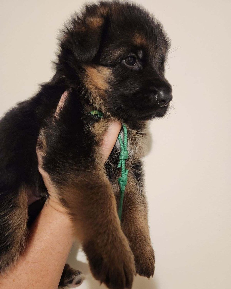 German Shepherd puppy bred by VST German Shepherds