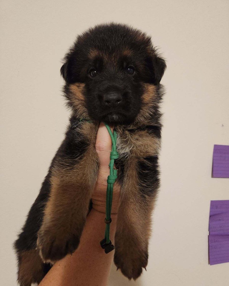AKC German Shepherd puppy from a VST litter