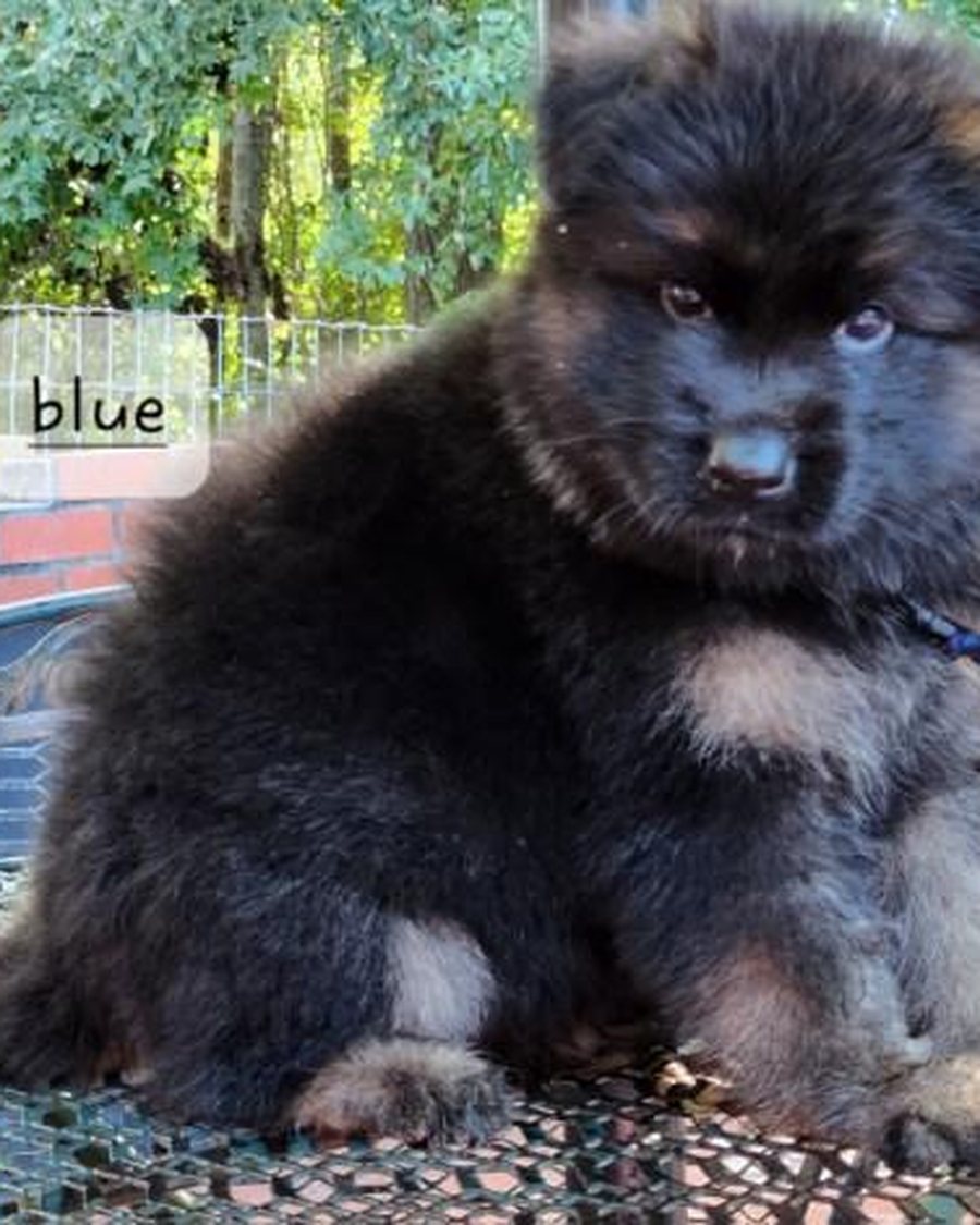 German Shepherd puppy raised in Roanoke, Alabama