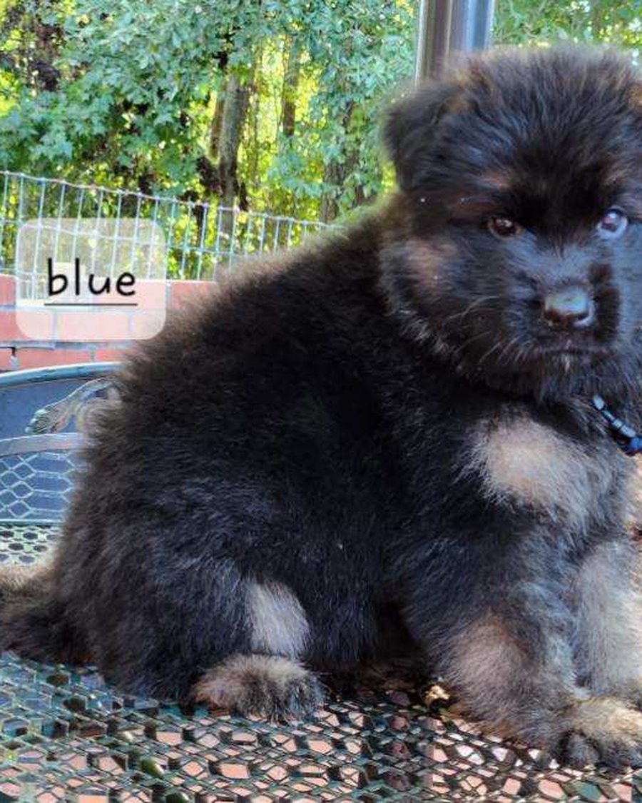 VST German Shepherd puppy placed with a Georgia family