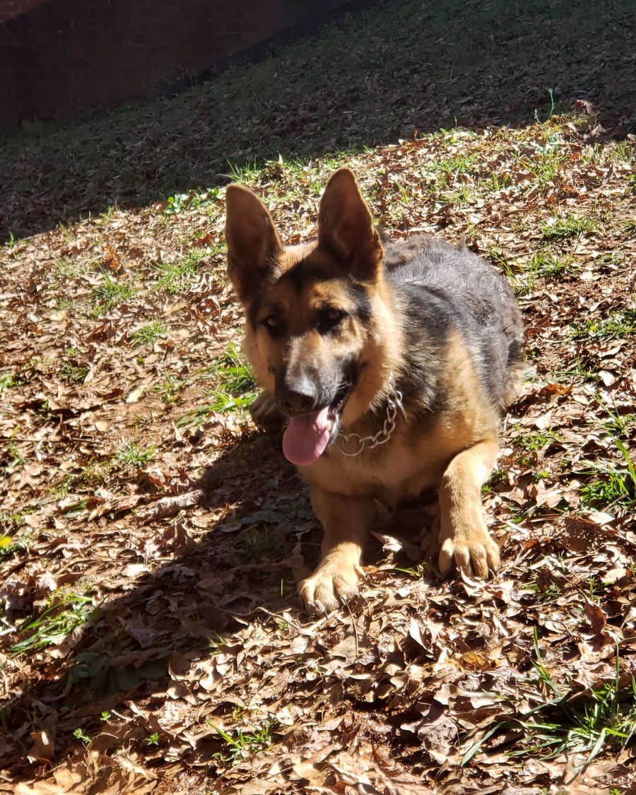 German Shepherd puppy from health-tested parents