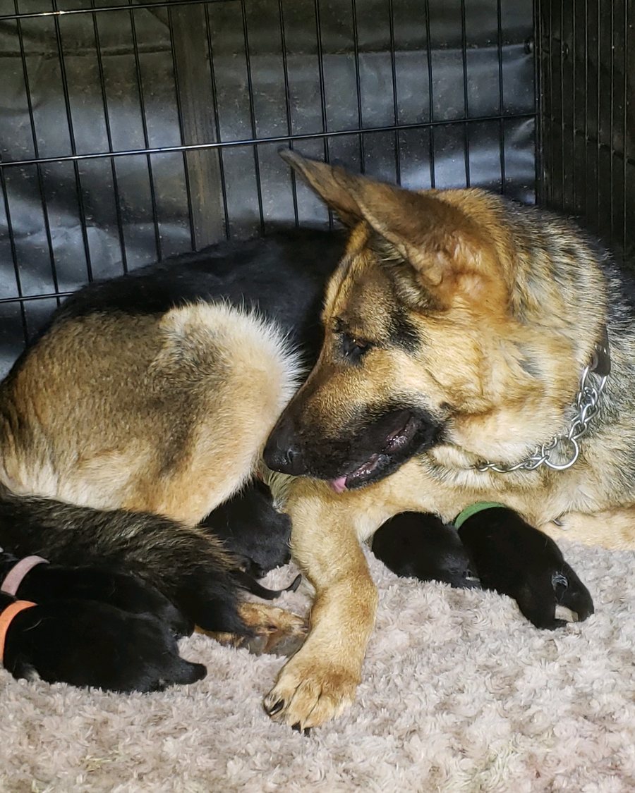 German Shepherd puppy socialised with Puppy Culture