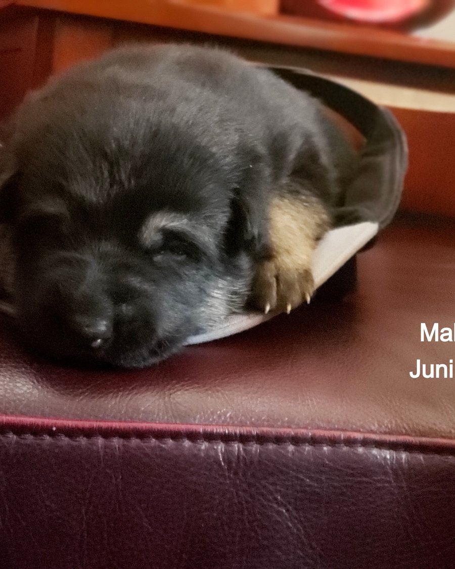 Young German Shepherd puppy from a VST litter