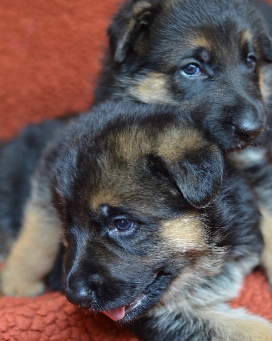 German Shepherd puppy before going-home day