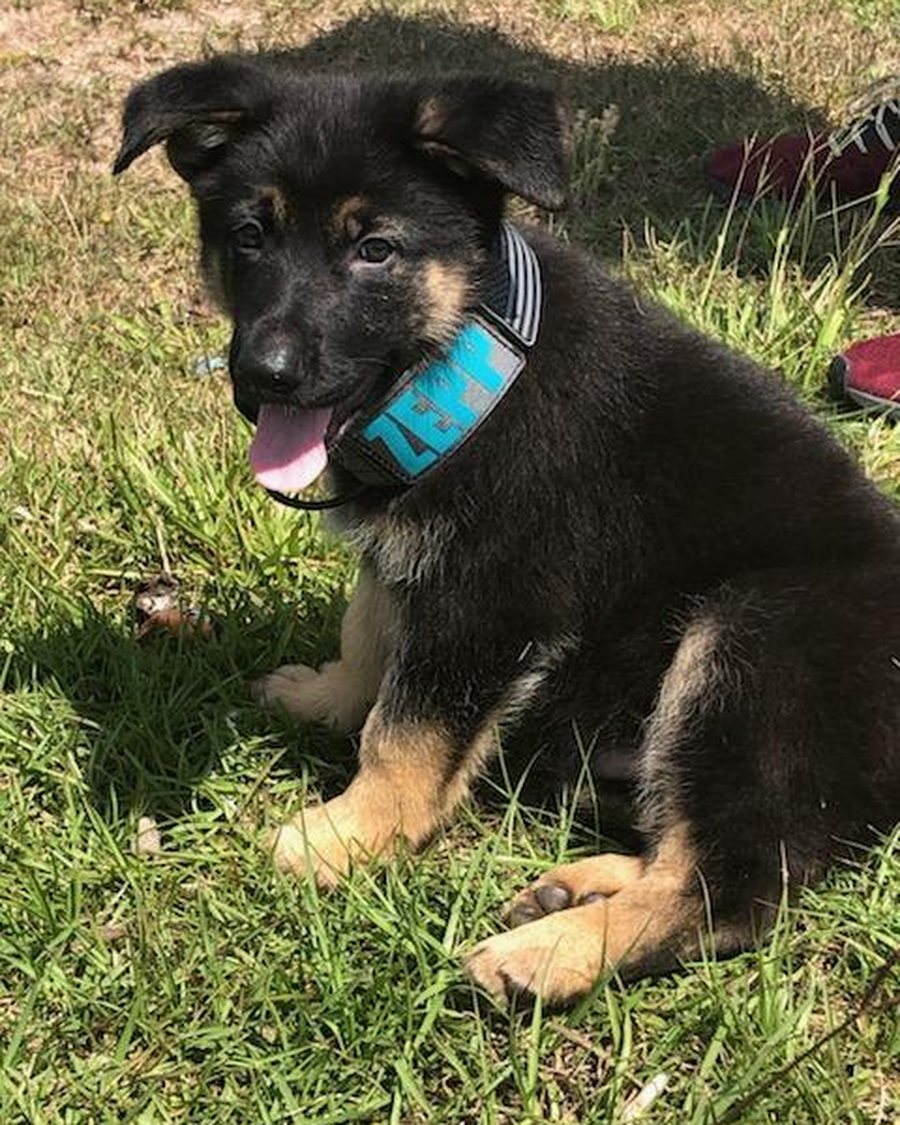 AKC-registered German Shepherd puppy from VST