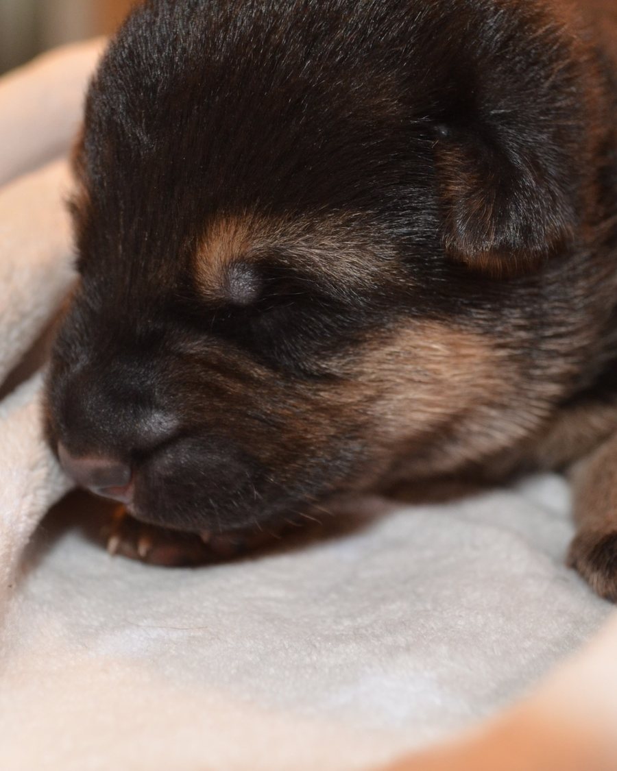 German Shepherd puppy bred by VST German Shepherds